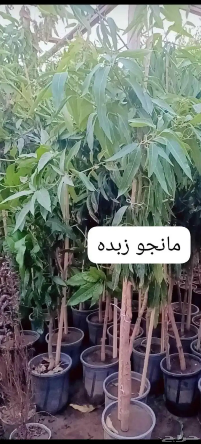 نخل عربي للبيع مثمر 3