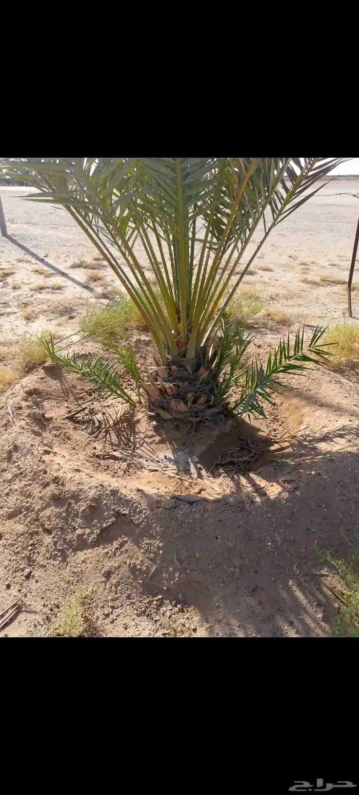 نخل عربي للبيع مثمر 1