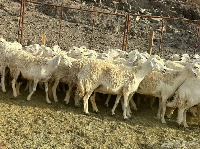حرش مراح فاخره 5