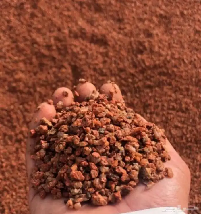 بطحاء احمر 0