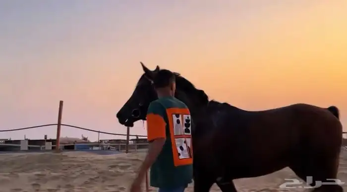 خيل شعبي 1