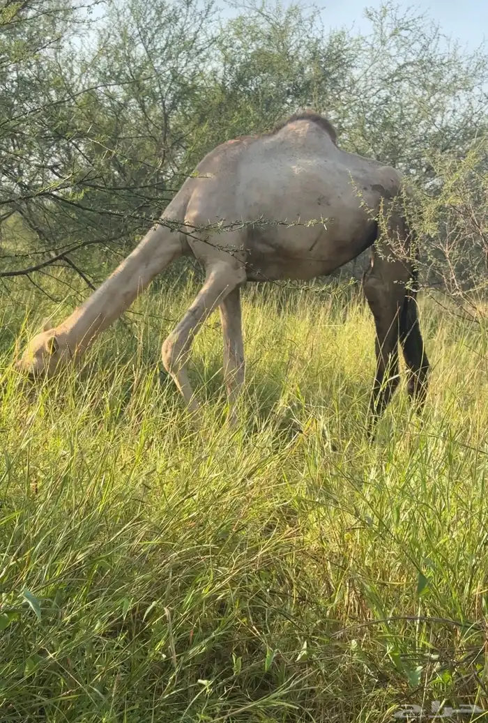 عجم آركة 2