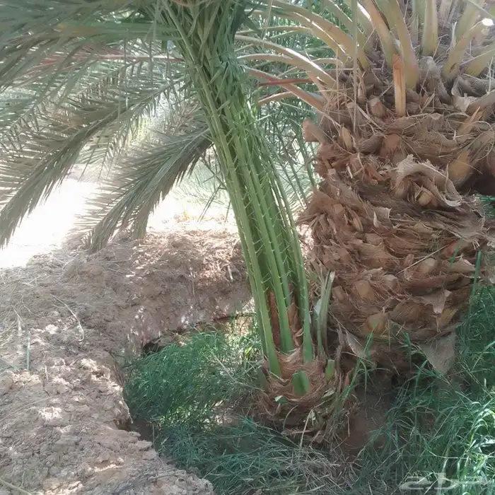 السلام عليكم ورحمه الله وبركاته النخل سقعي لا يفوتكم تواجد ف 0