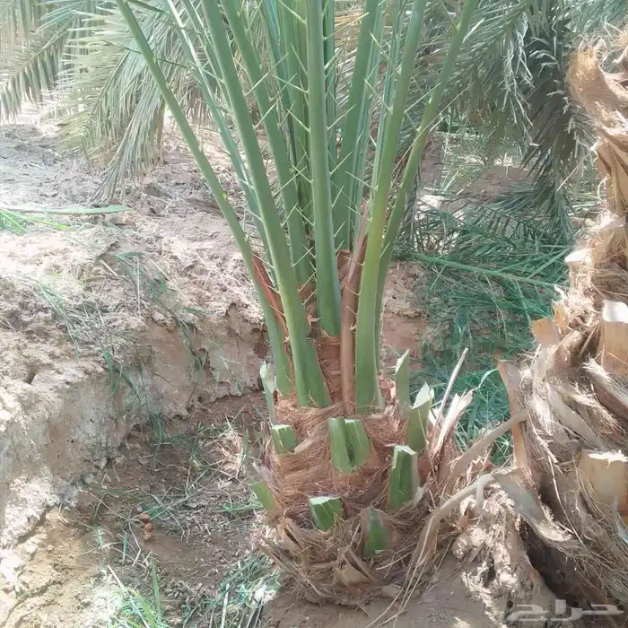 السلام عليكم ورحمه الله وبركاته النخل سقعي لا يفوتكم تواجد ف 7