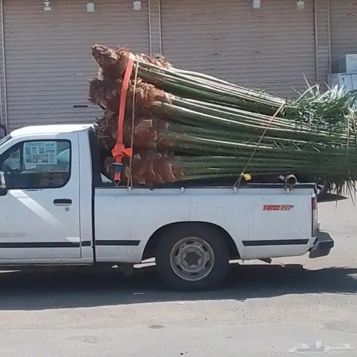 يوجد لدينا جميع انواع النخيل المثمره وجميع المقاسات المختلفه 3