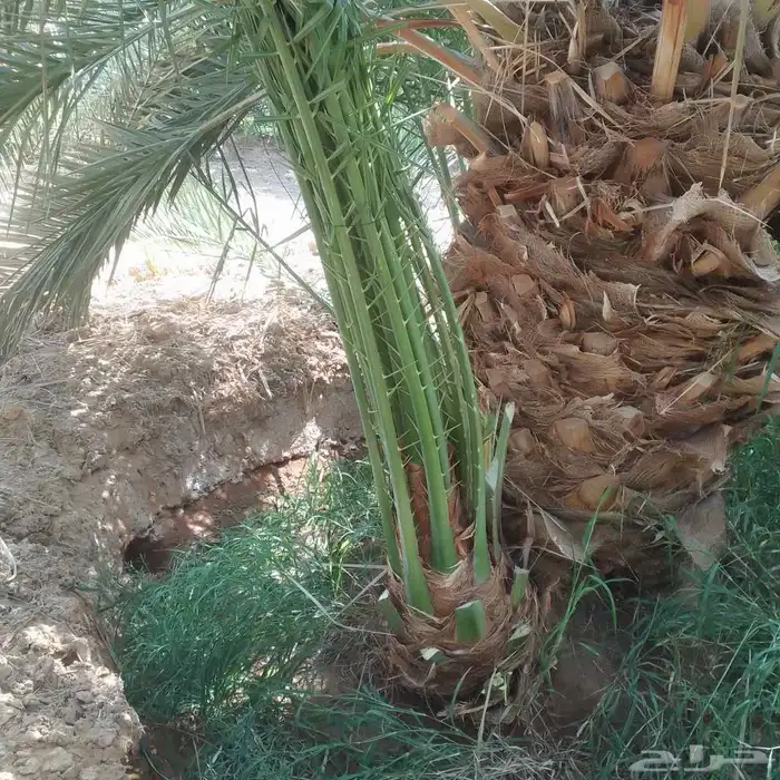يوجد لدينا جميع انواع النخيل المثمره وجميع المقاسات المختلفه 8
