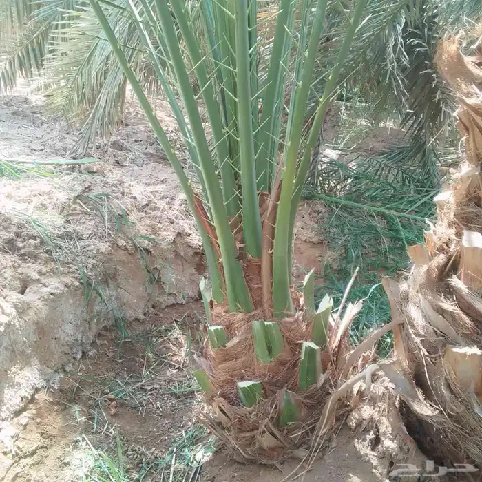 يوجد لدينا جميع انواع النخيل المثمره وجميع المقاسات المختلفه 4