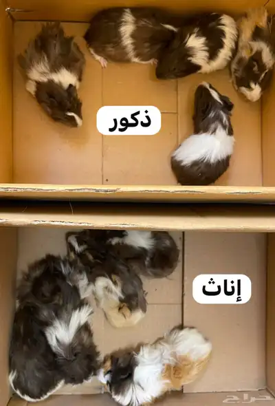 5 أزواج وبر شباب index