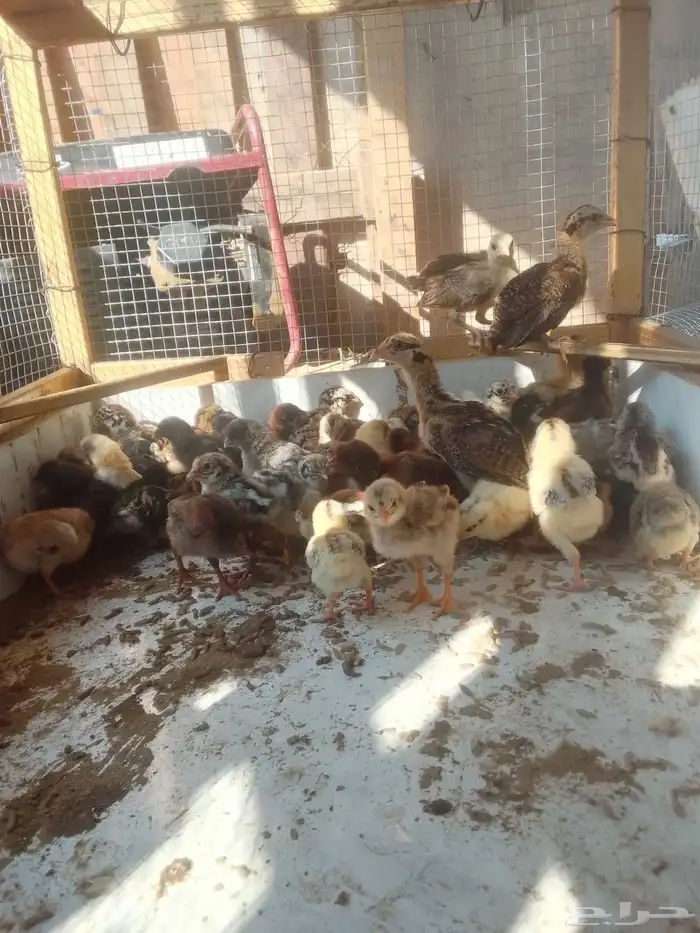 صيصان دجاج بلدي 0