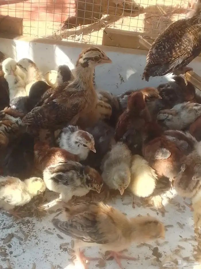 صيصان دجاج بلدي 1