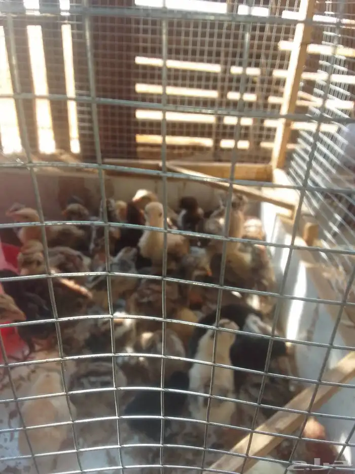 صيصان دجاج بلدي 3