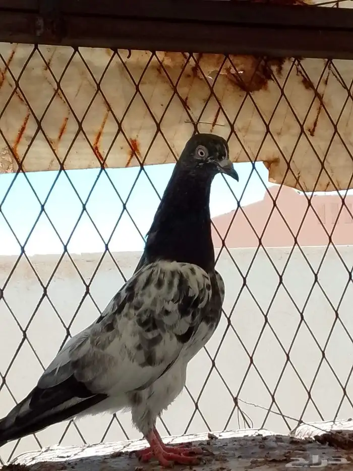 حمام باكستاني رام 2