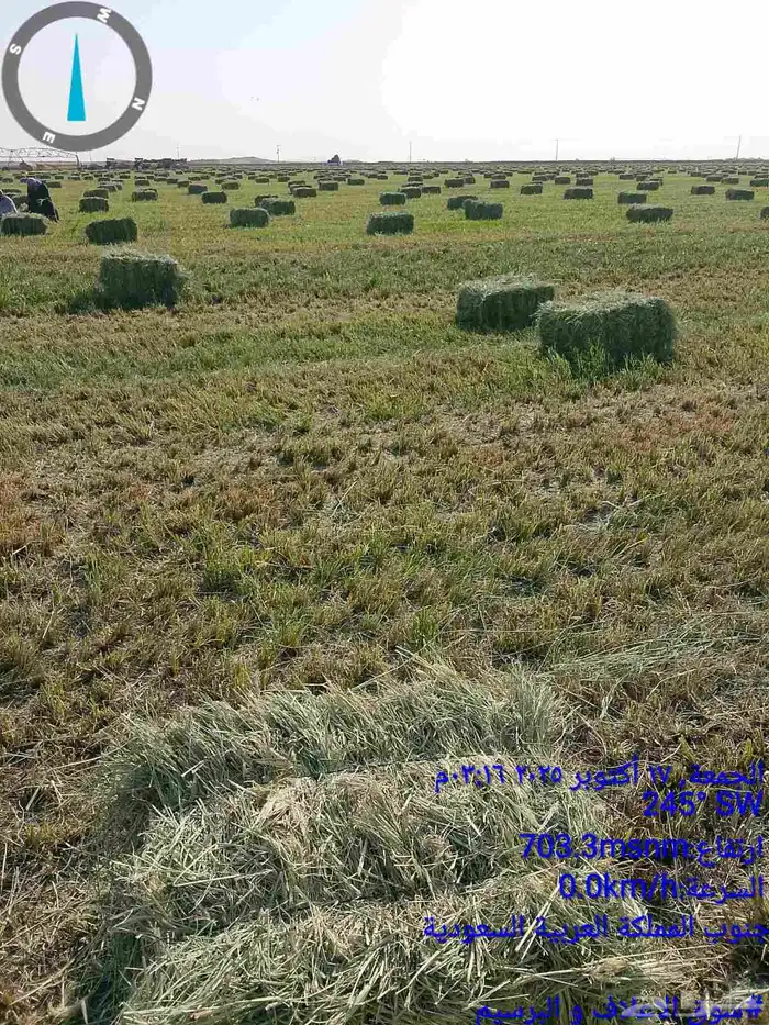 رودس ناعم صافي رشاش جديد من شركه السنبله للاعلاف 0