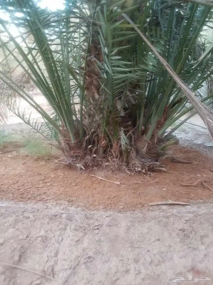 فروخ وجثايث نخل 1