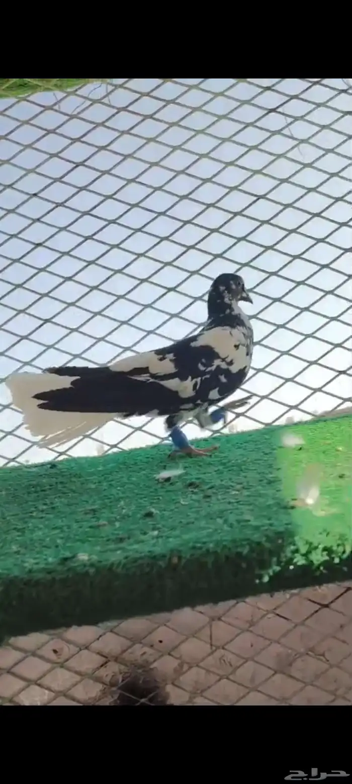 حمام شامي 1