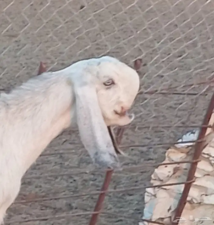 جفره شاميه ثنيه 3