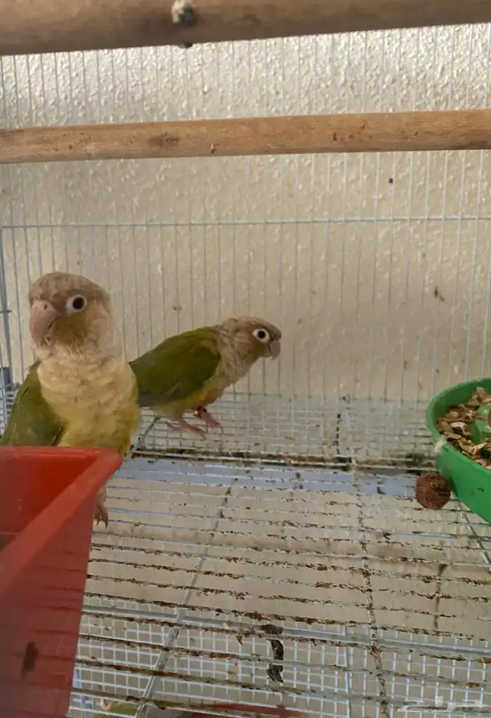 طيور كنيور 1