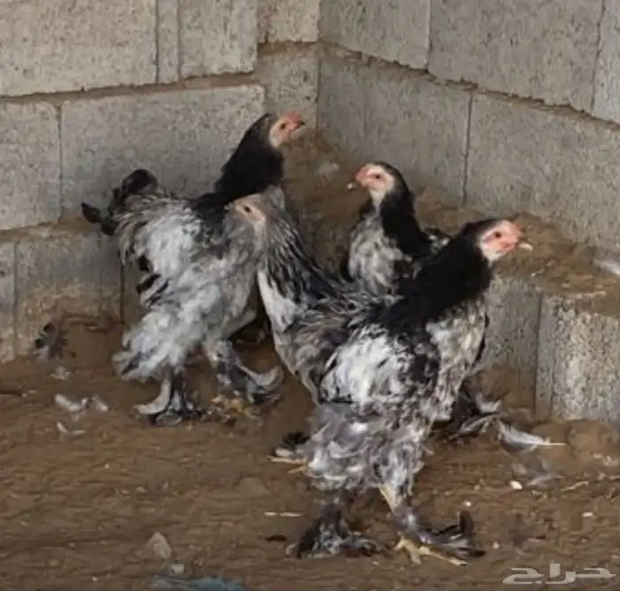 فروخ براهما للبيع 0