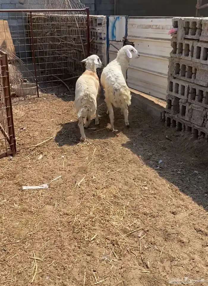 خرفان نعيمي و مشاريك 0
