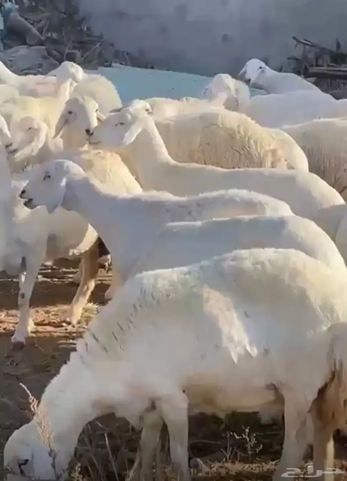ضان حرش صنف دفيع 3