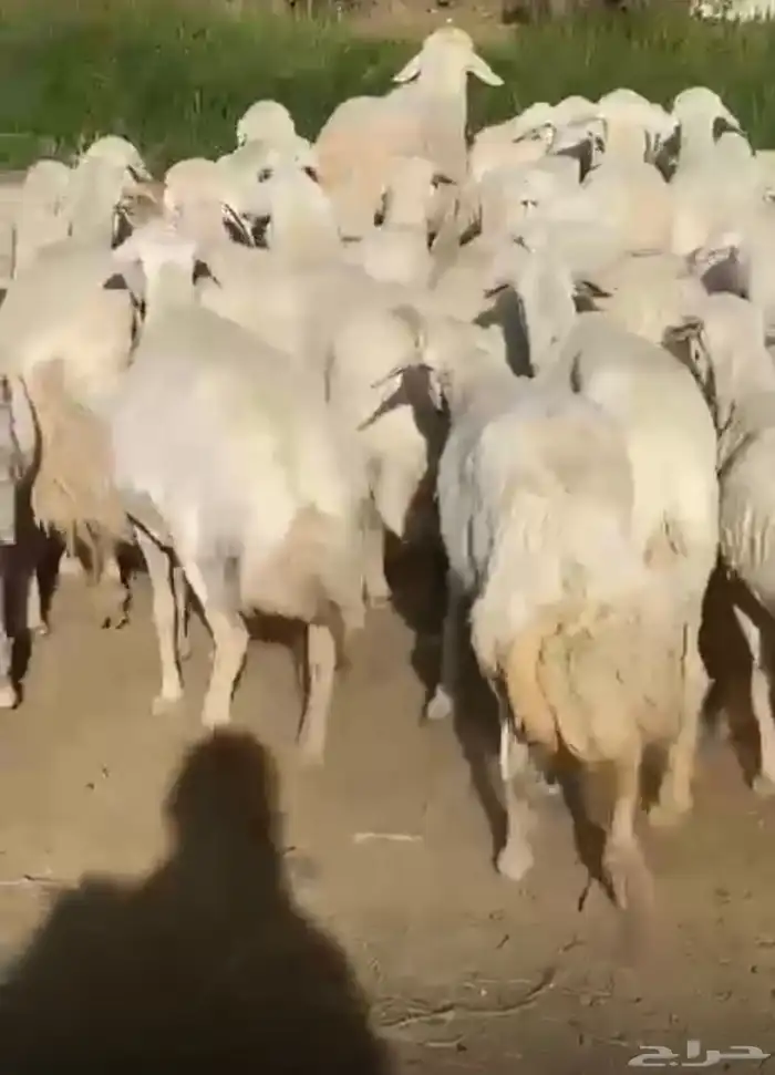 ضان حرش صنف دفيع 2