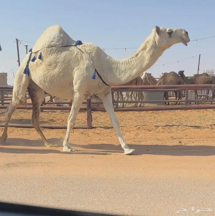 للبيع خفوت رمانيه 2