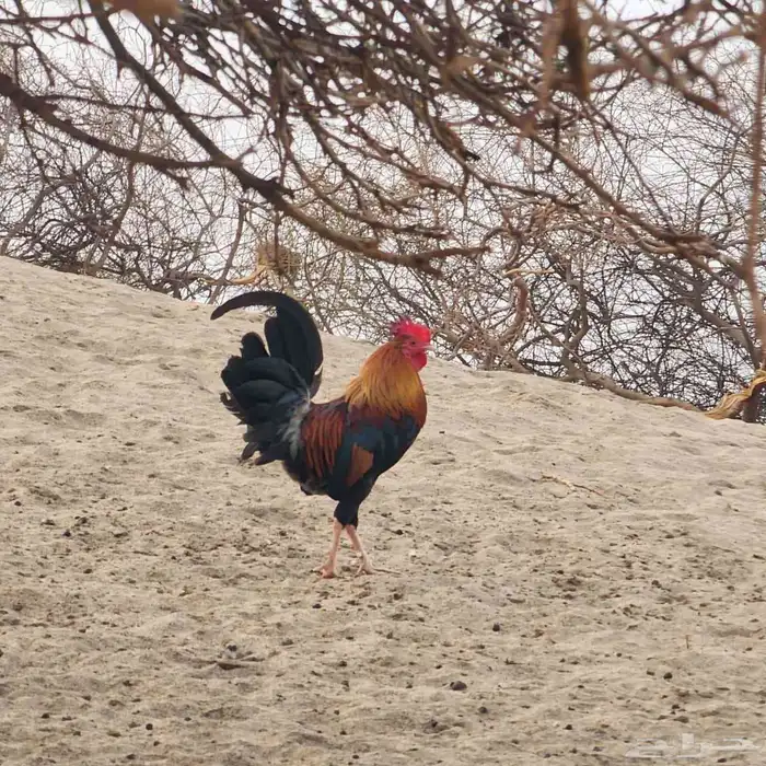 ديك عربي اصيل ودجاجتين بلدي 6