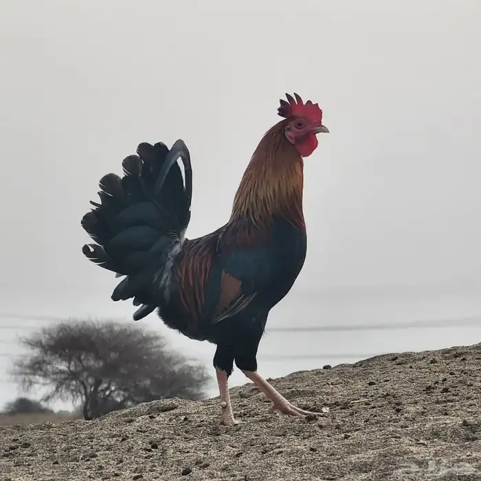 ديك عربي اصيل ودجاجتين بلدي 2