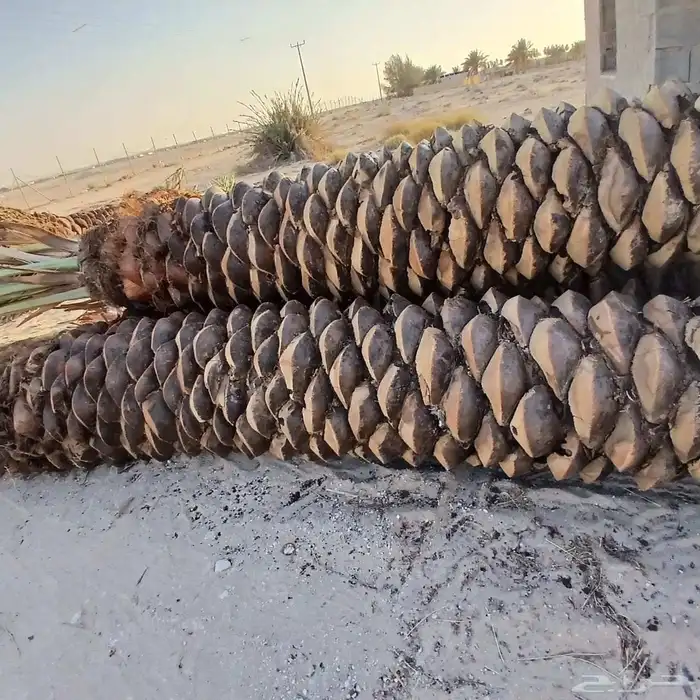 للبيع نخيل عربي مثمر نقايل وفسايل جميع المقاسات والانواع 12