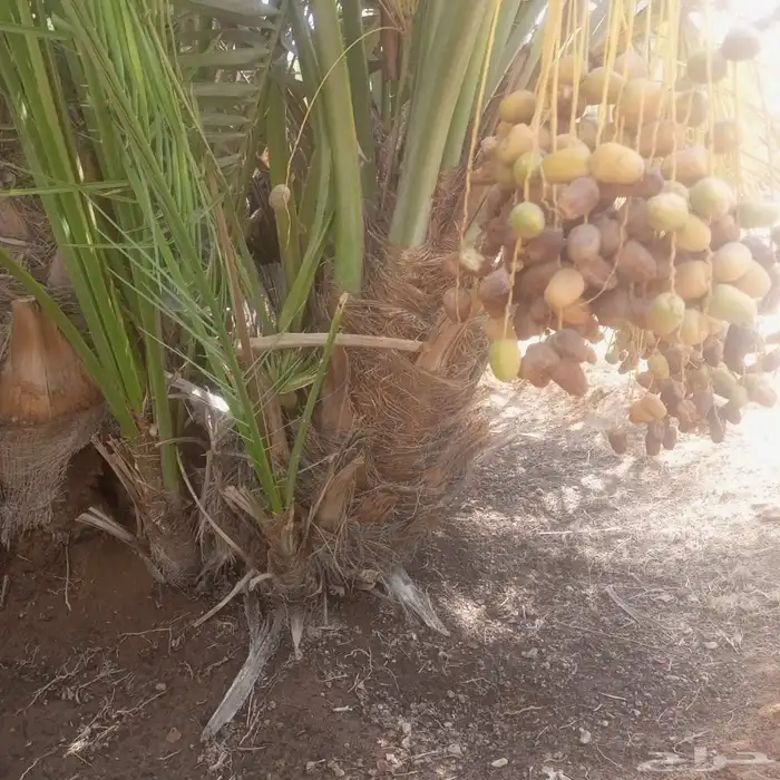 لدينا فسايل كبار مطلعه مصيفه نعجان نبتت الحصان شمشوله حوشانه 6