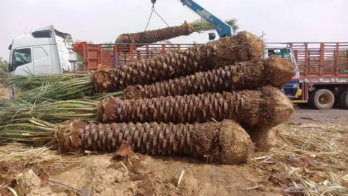 نخل للبيع طالع بتجاه تبوك 0