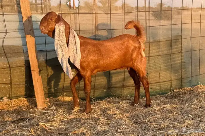 عنز حجازية متبع بجفره فاخره 5