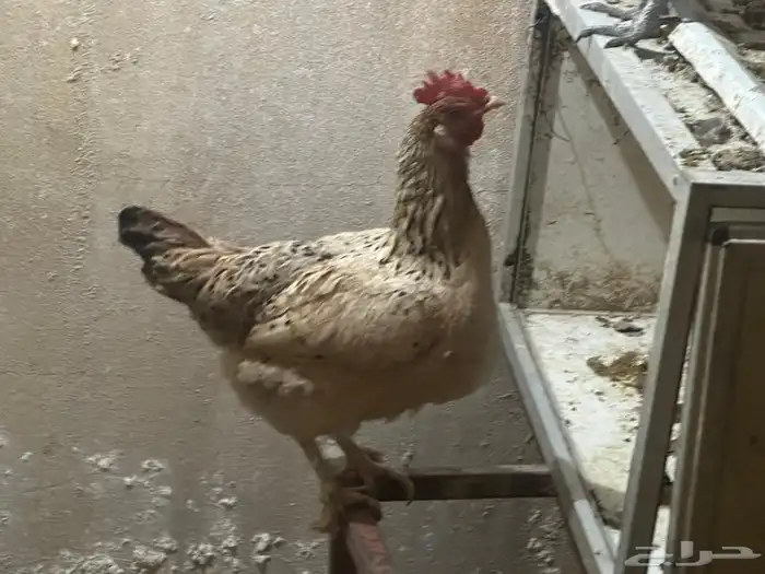 دجاج بياض اسود صك 5