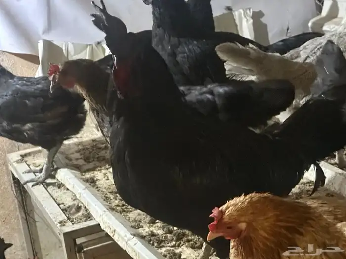 دجاج للبيع 6