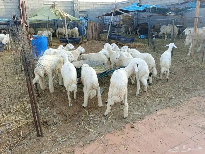 عروض اليوم الوطني طليان ورخال تربيه للمناسبات بيع جمله وتفري 5