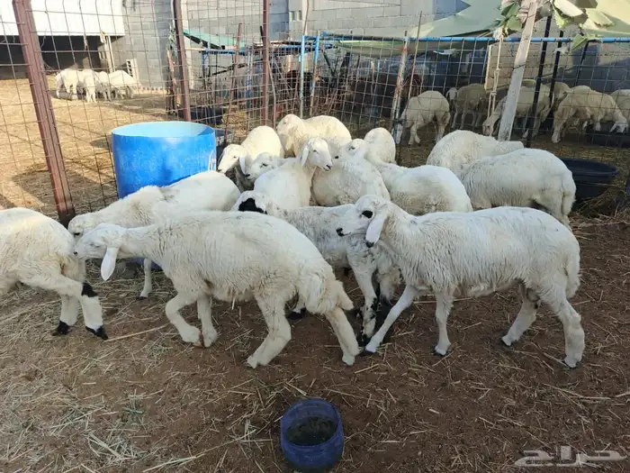 طليان تربي العدد 42 طليان فقط الحق الزين شي فاخر من الاخر 4