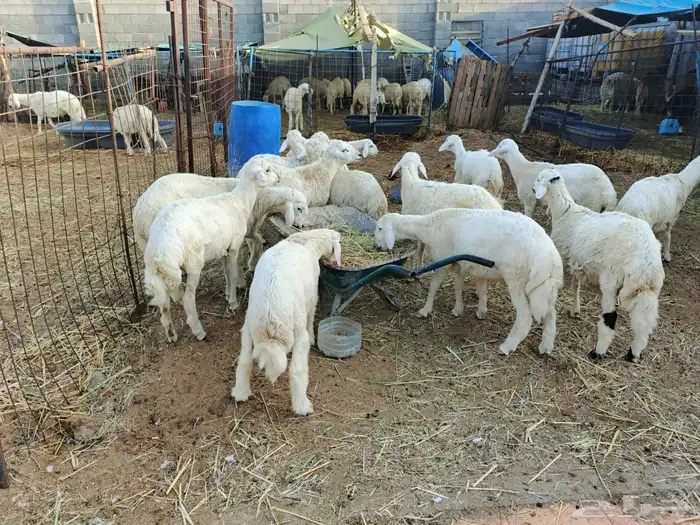 طليان تربي العدد 42 طليان فقط الحق الزين شي فاخر من الاخر 1