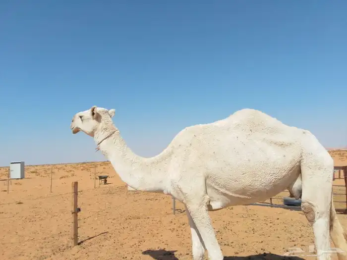 ناقة ضروبة للبيع 2