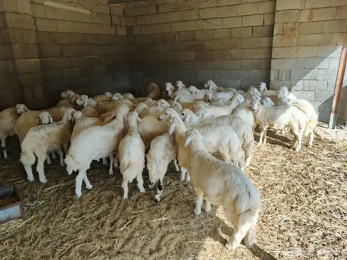 بهم وطليان تربيه ذبايح للمناسبات والزواجات 1