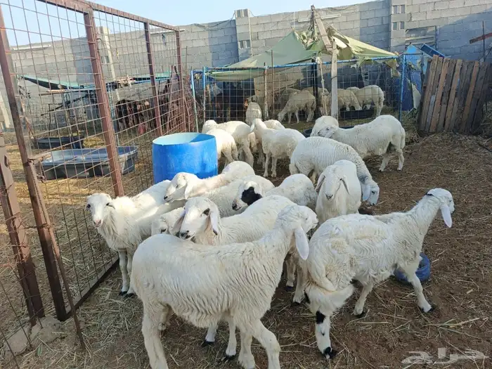 طليان تربي العدد 42 طليان فقط الحق الزين شي فاخر من الاخر 0