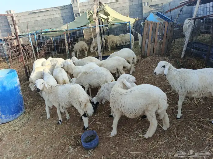 عروض اليوم الوطني طليان ورخال تربيه للمناسبات بيع جمله وتفري 0