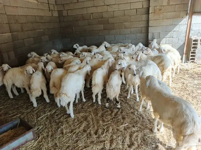 طليان ورخال ذبايح حري للمناسبات والزواجات والمطابخ 5