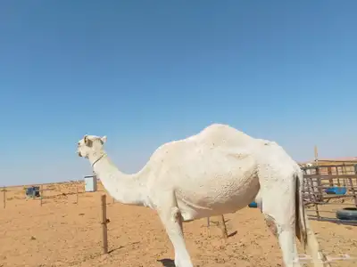 ناقة ضروبة للبيع index