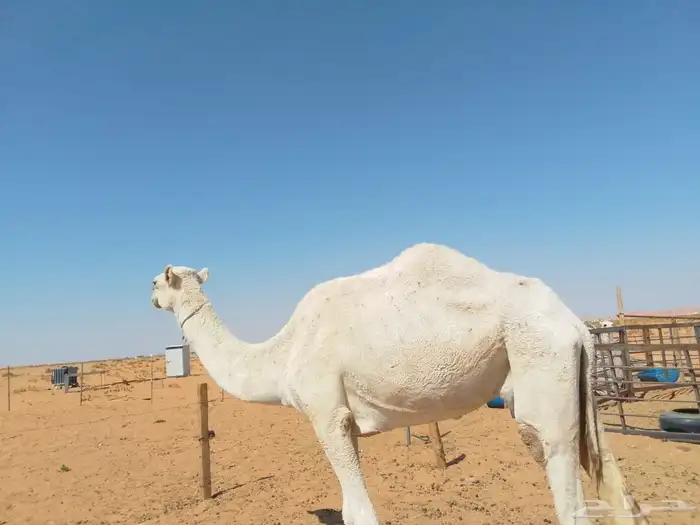 ناقة ضروبة للبيع 1