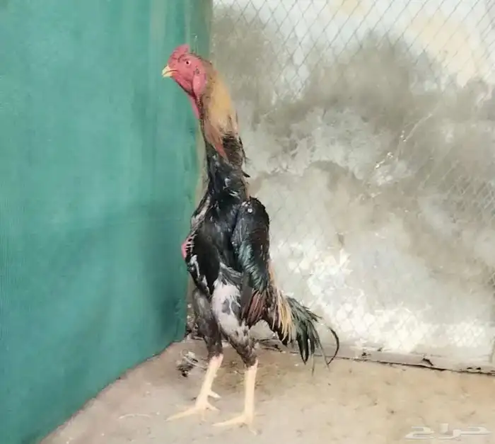 دجاجه شامو ياباني 8