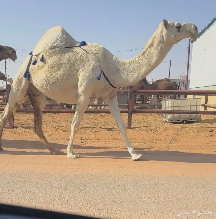 للبيع خفوت رمانيه 1