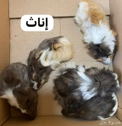 5 أزواج وبر شباب index