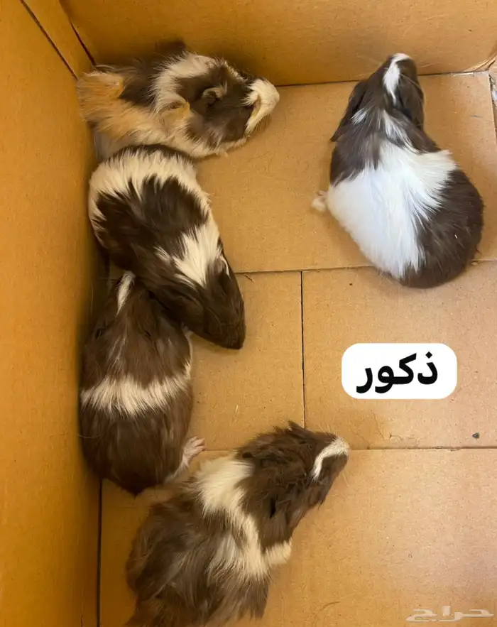 5 أزواج وبر شباب 1