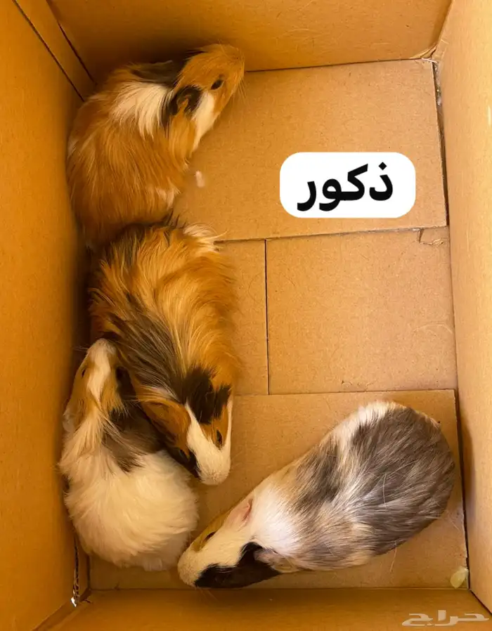 4 أزواج وبرية كبار وبالغين جميلة 1