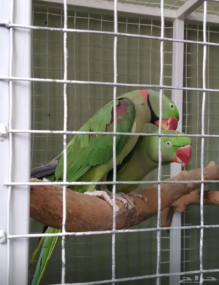 زوج نيبالي سوبر جامبو 0